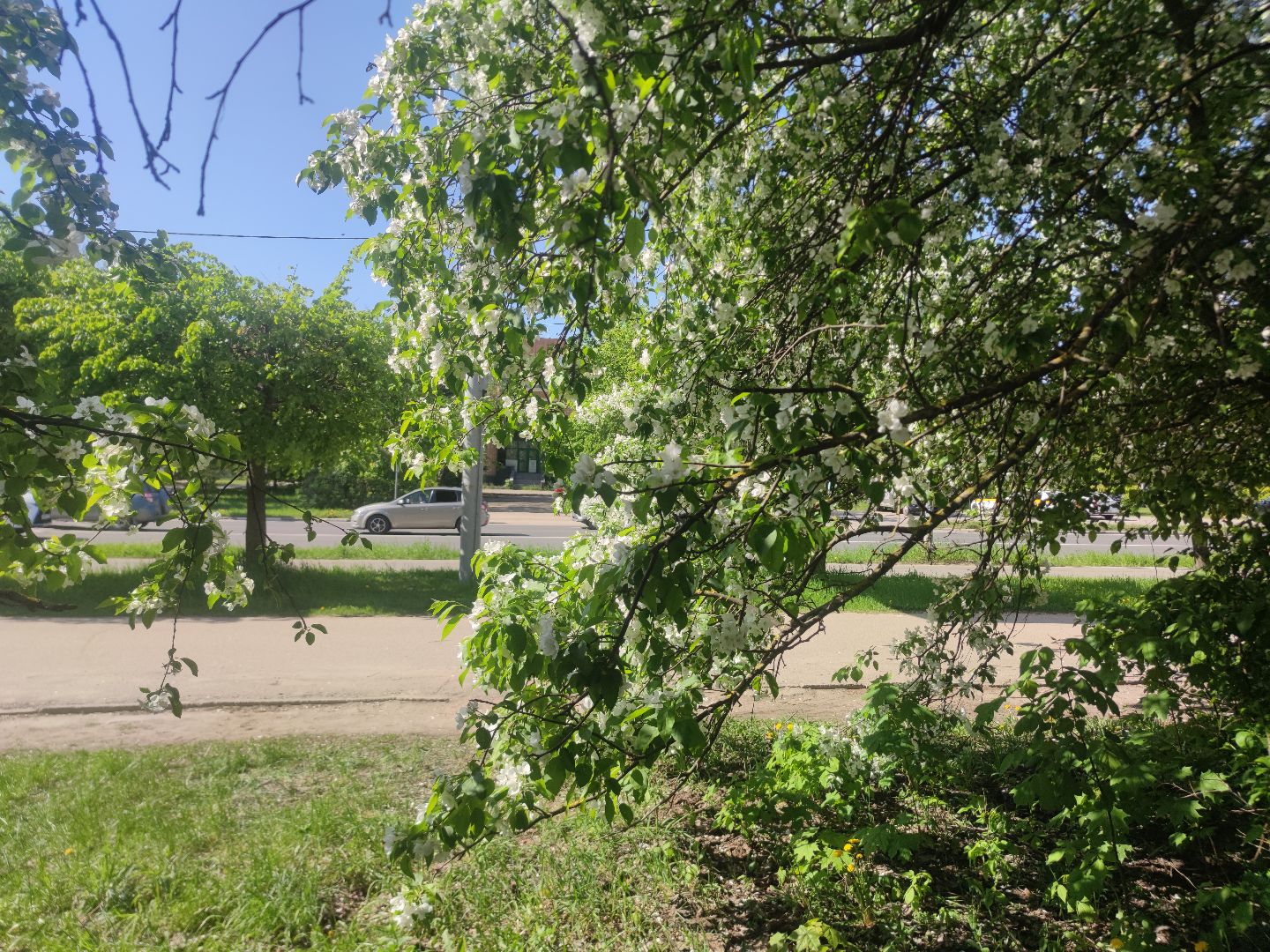 Фото, весна, яблони, Дубна