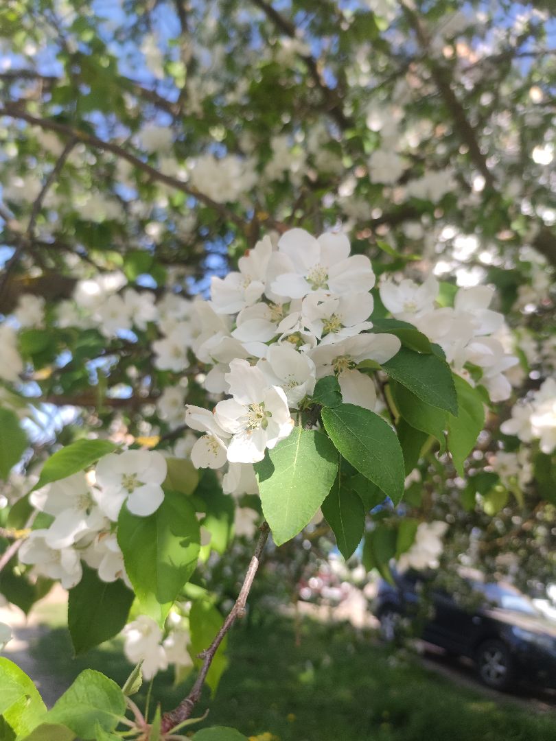 Фото, весна, яблони, Дубна