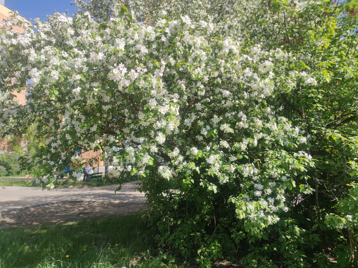 Фото, весна, яблони, Дубна