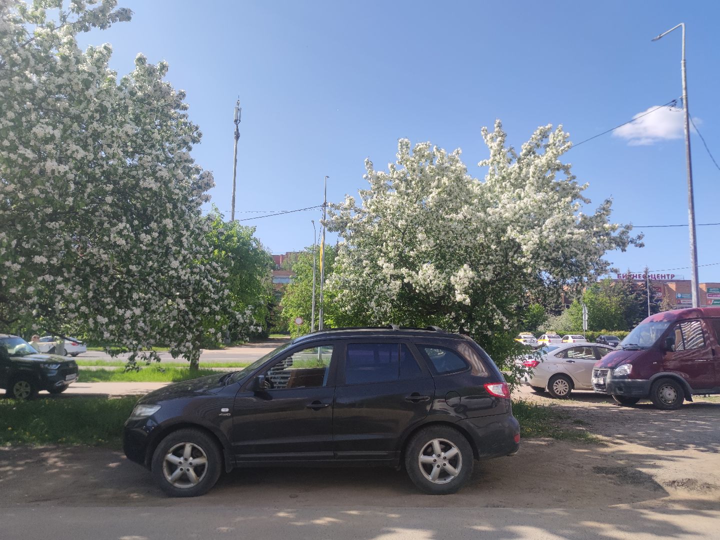 Фото, весна, яблони, Дубна