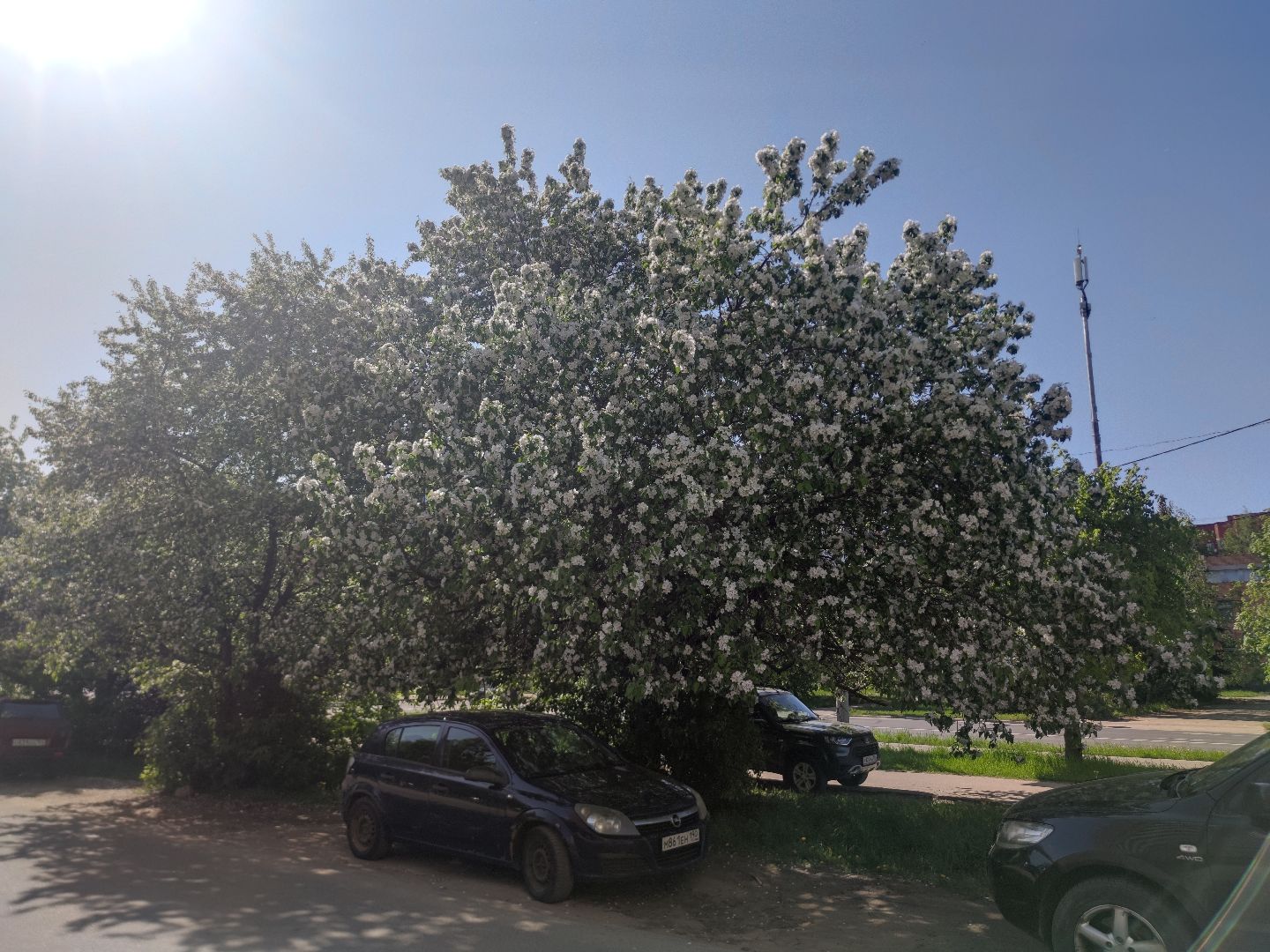 Фото, весна, яблони, Дубна