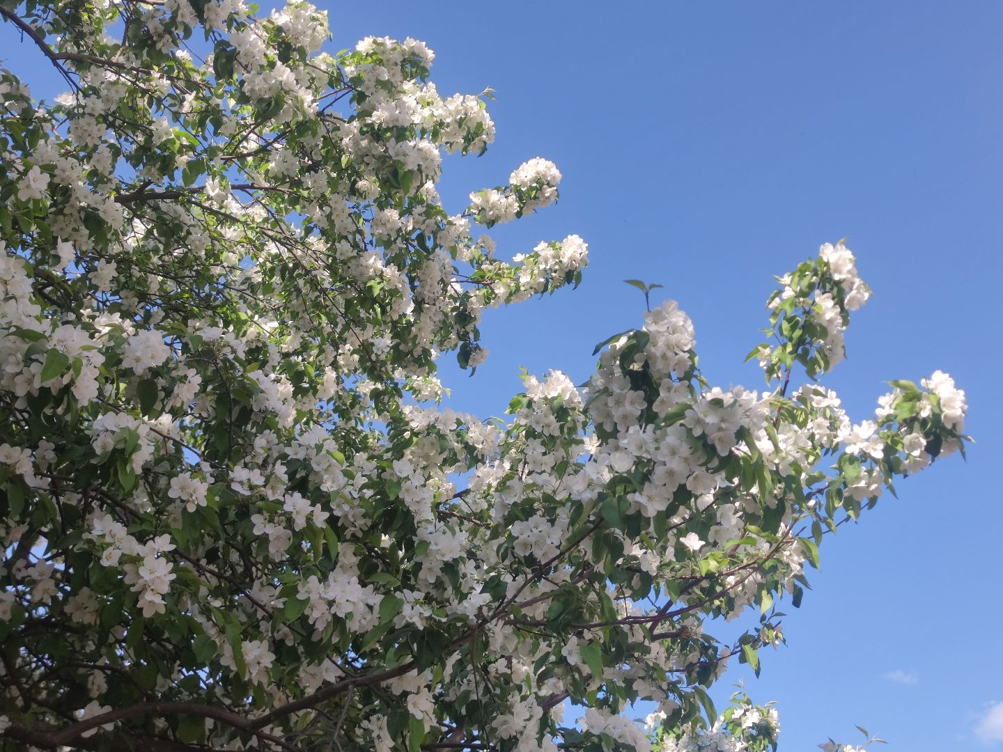 Фото, весна, яблони, Дубна