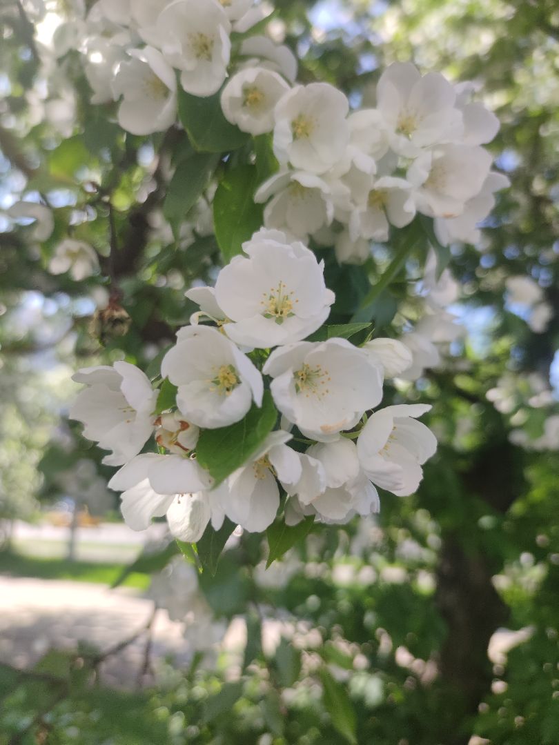 Фото, весна, яблони, Дубна