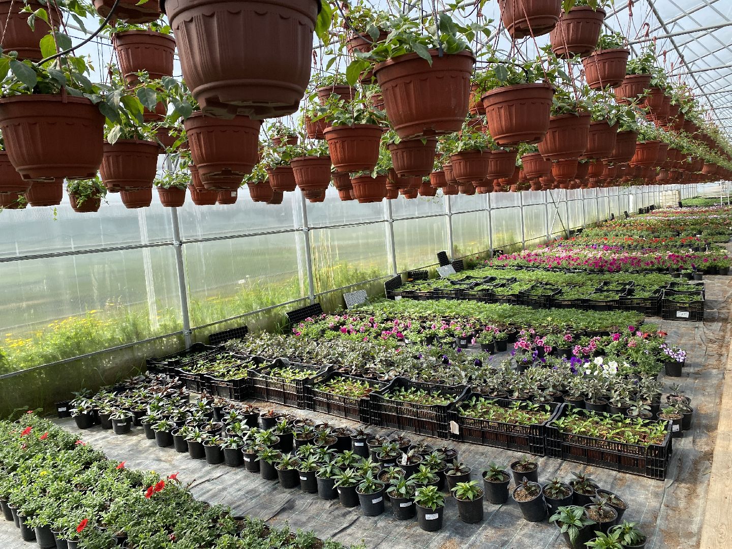 Чехов, теплицы, цветы, жители, комплекс