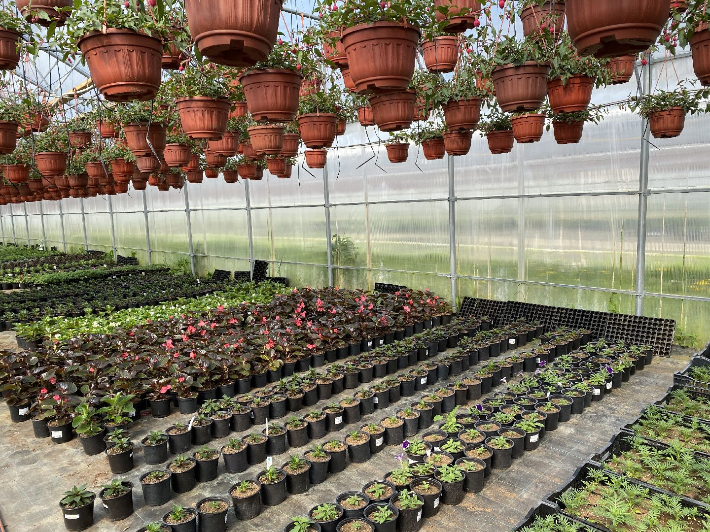 Чехов, теплицы, цветы, жители, комплекс