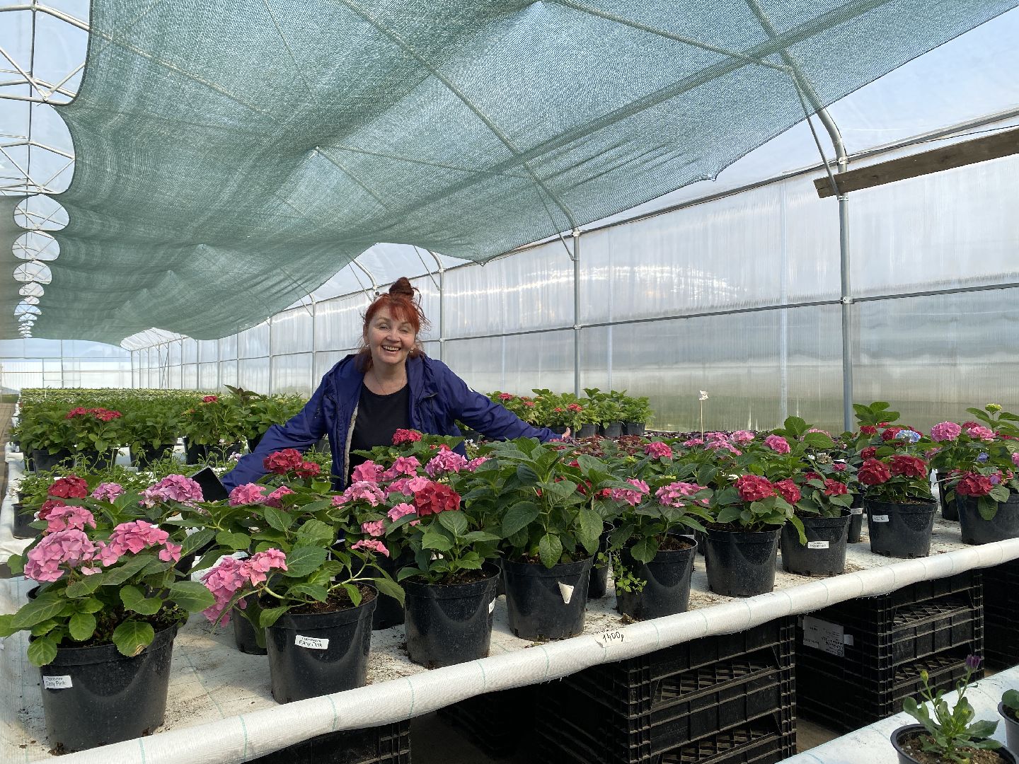 Чехов, теплицы, цветы, жители, комплекс