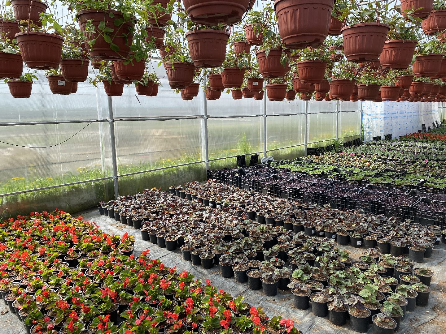 Чехов, теплицы, цветы, жители, комплекс