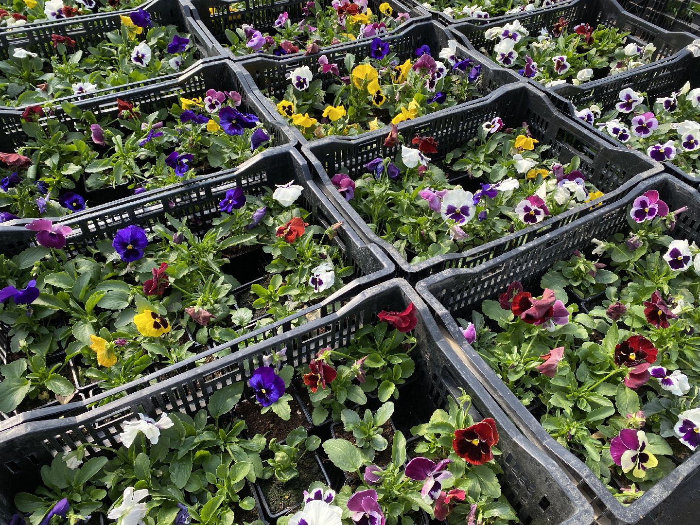 Чехов, теплицы, цветы, жители, комплекс