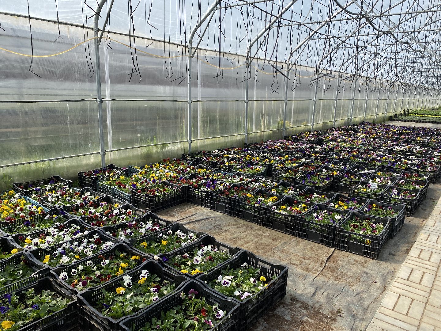 Чехов, теплицы, цветы, жители, комплекс