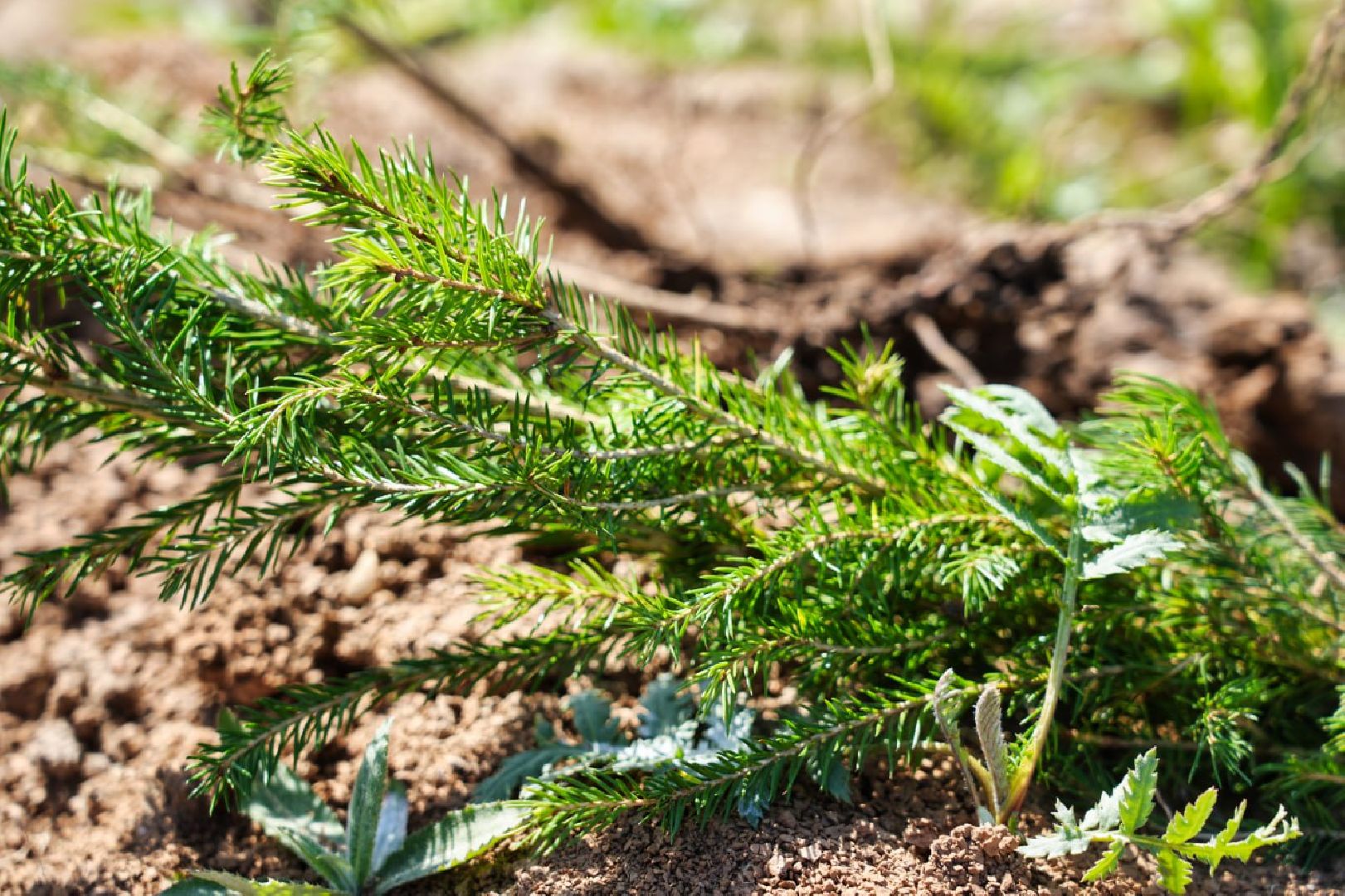 Сергиев Посад, Сергиево-Посадский городской округ, Экология, Лес Победы, Озеленение, ЭкоАкция