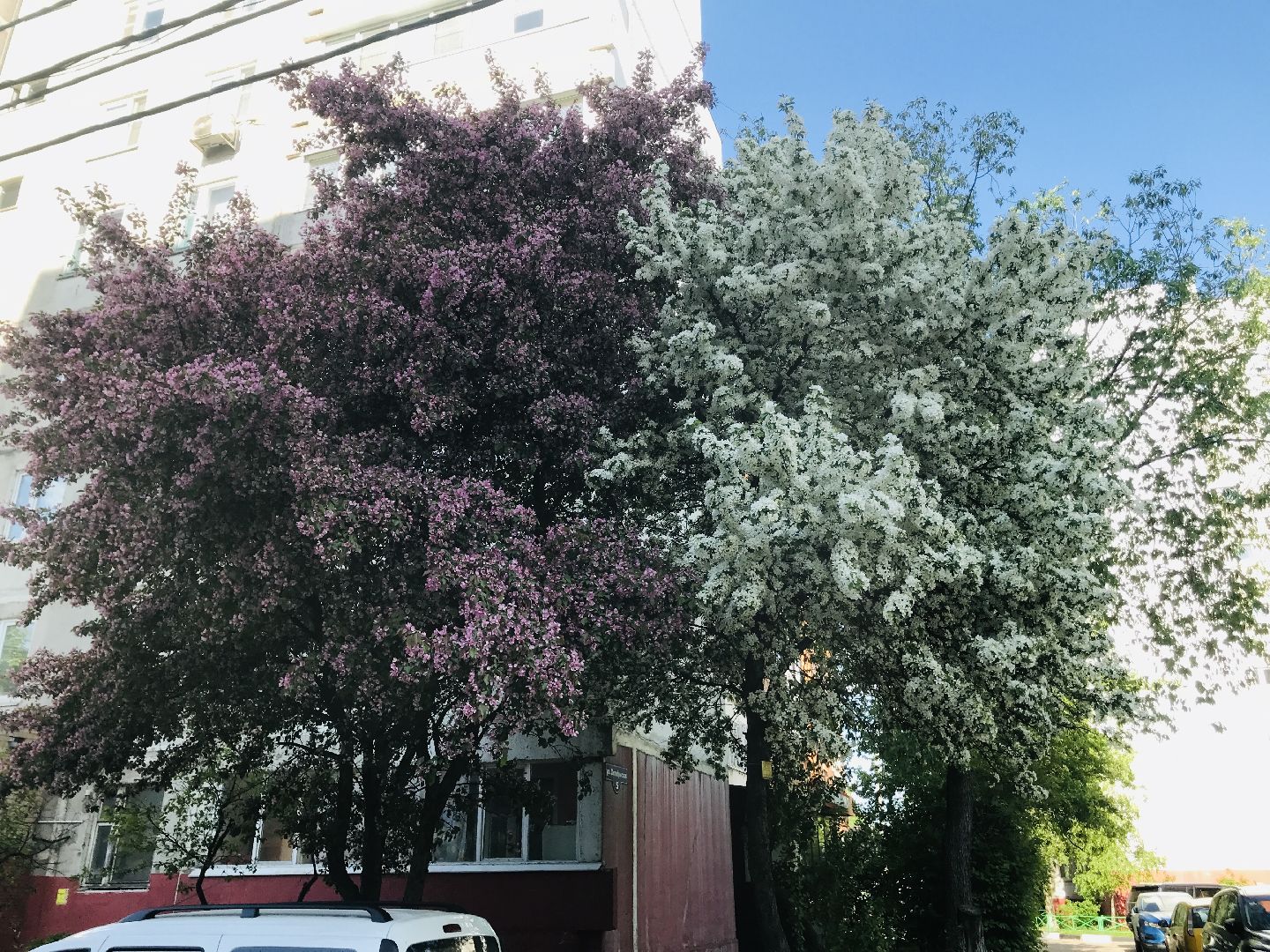 Балашиха, дикие яблони, сакура, черёмуха, сирень, груша, озеленение, благоустройство, цветущий город