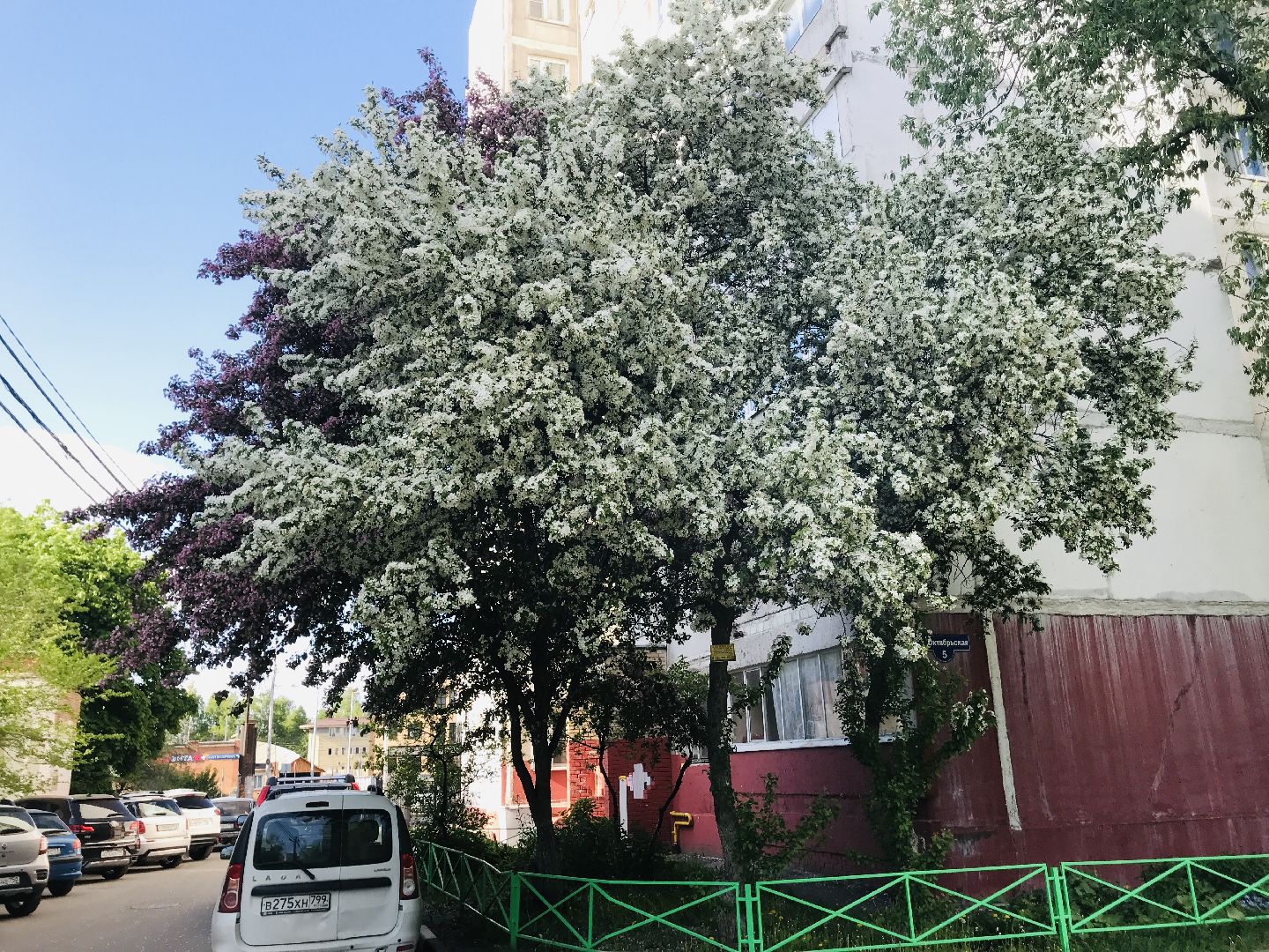 Балашиха, дикие яблони, сакура, черёмуха, сирень, груша, озеленение, благоустройство, цветущий город