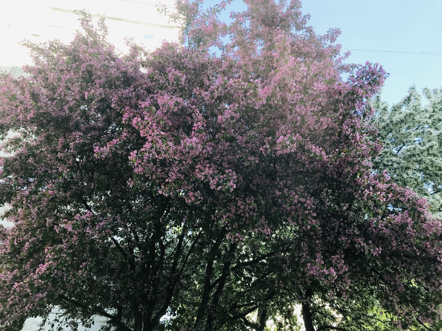 Балашиха, дикие яблони, сакура, черёмуха, сирень, груша, озеленение, благоустройство, цветущий город