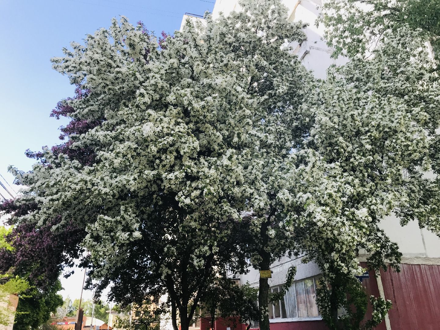 Балашиха, дикие яблони, сакура, черёмуха, сирень, груша, озеленение, благоустройство, цветущий город