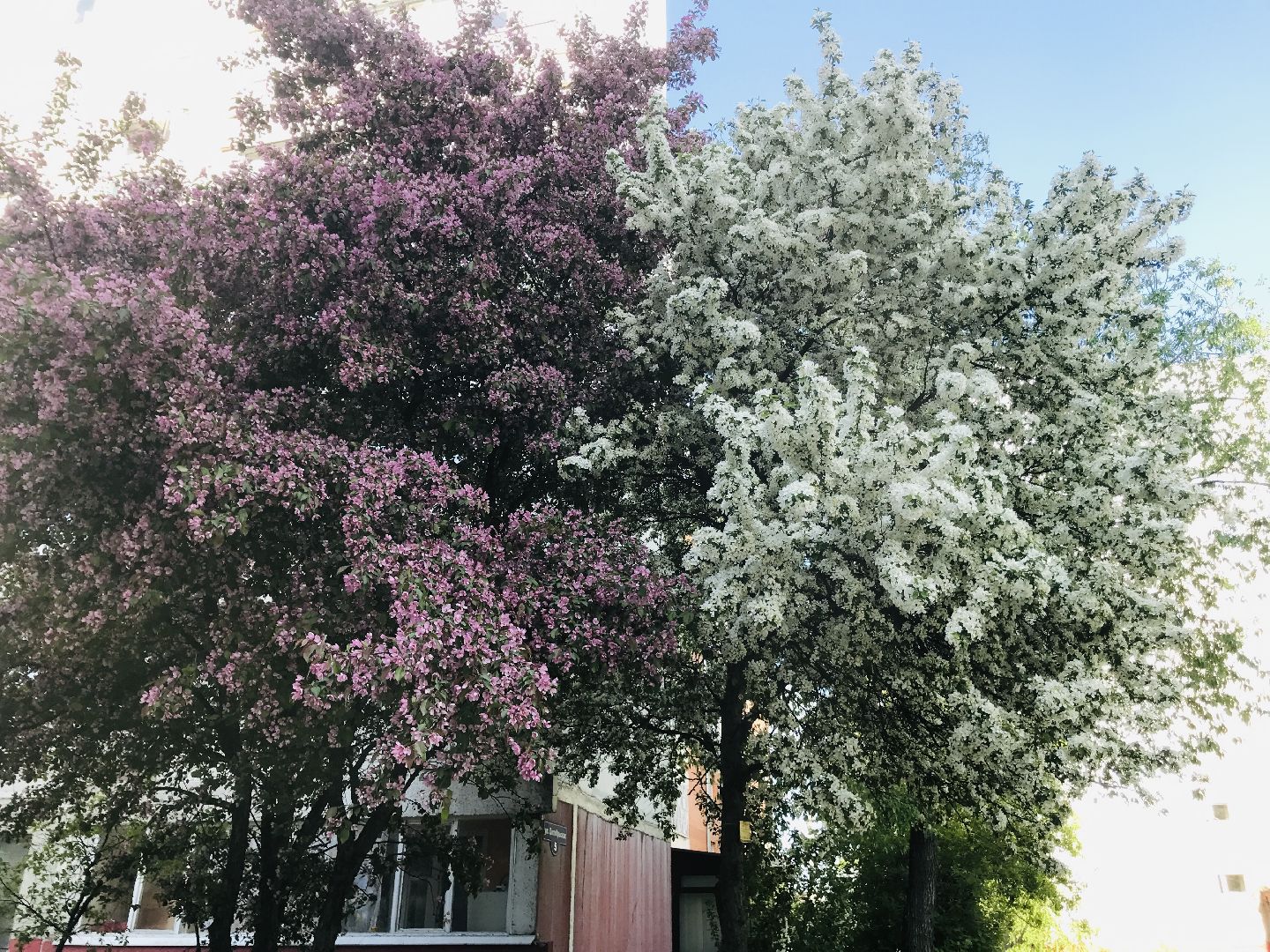 Балашиха, дикие яблони, сакура, черёмуха, сирень, груша, озеленение, благоустройство, цветущий город