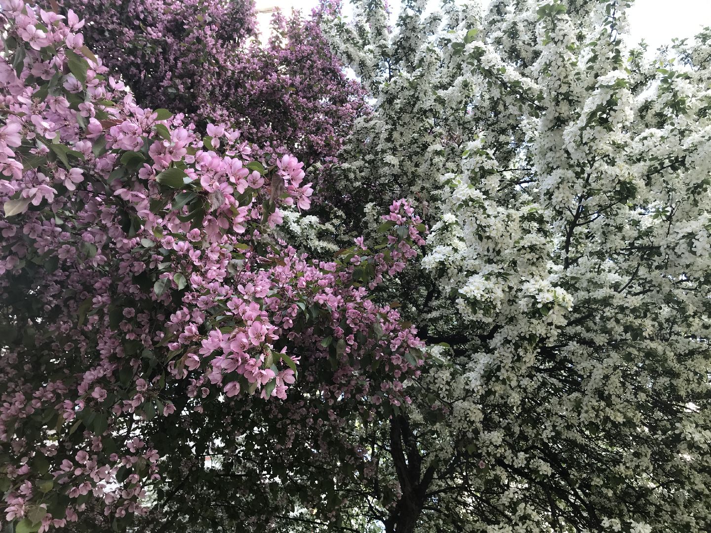 Балашиха, дикие яблони, сакура, черёмуха, сирень, груша, озеленение, благоустройство, цветущий город