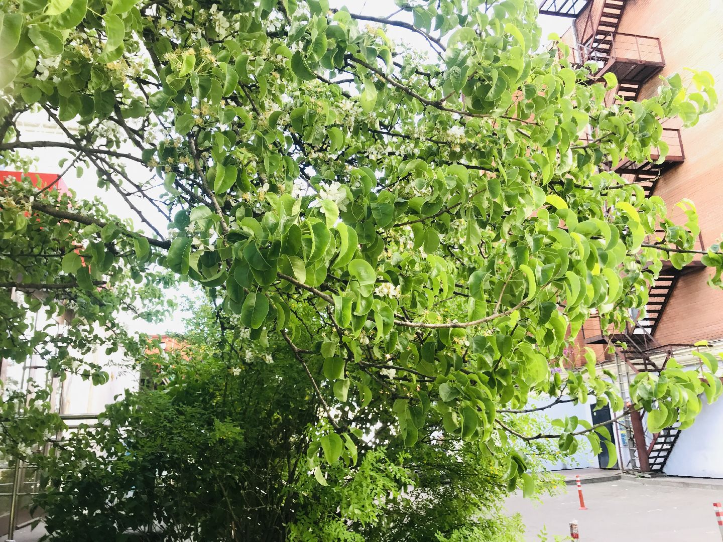 Балашиха, дикие яблони, сакура, черёмуха, сирень, груша, озеленение, благоустройство, цветущий город