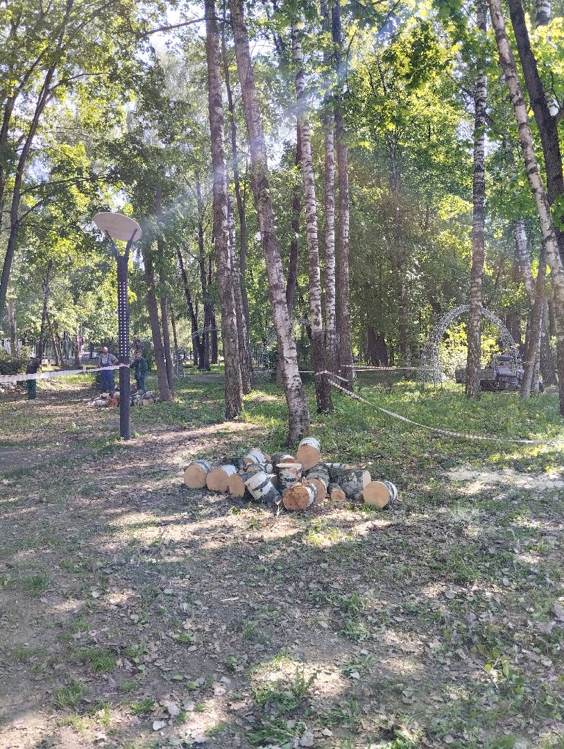 Вырубка деревьев, деревья, Центральный парк, Ногинск, Богородский городской округ