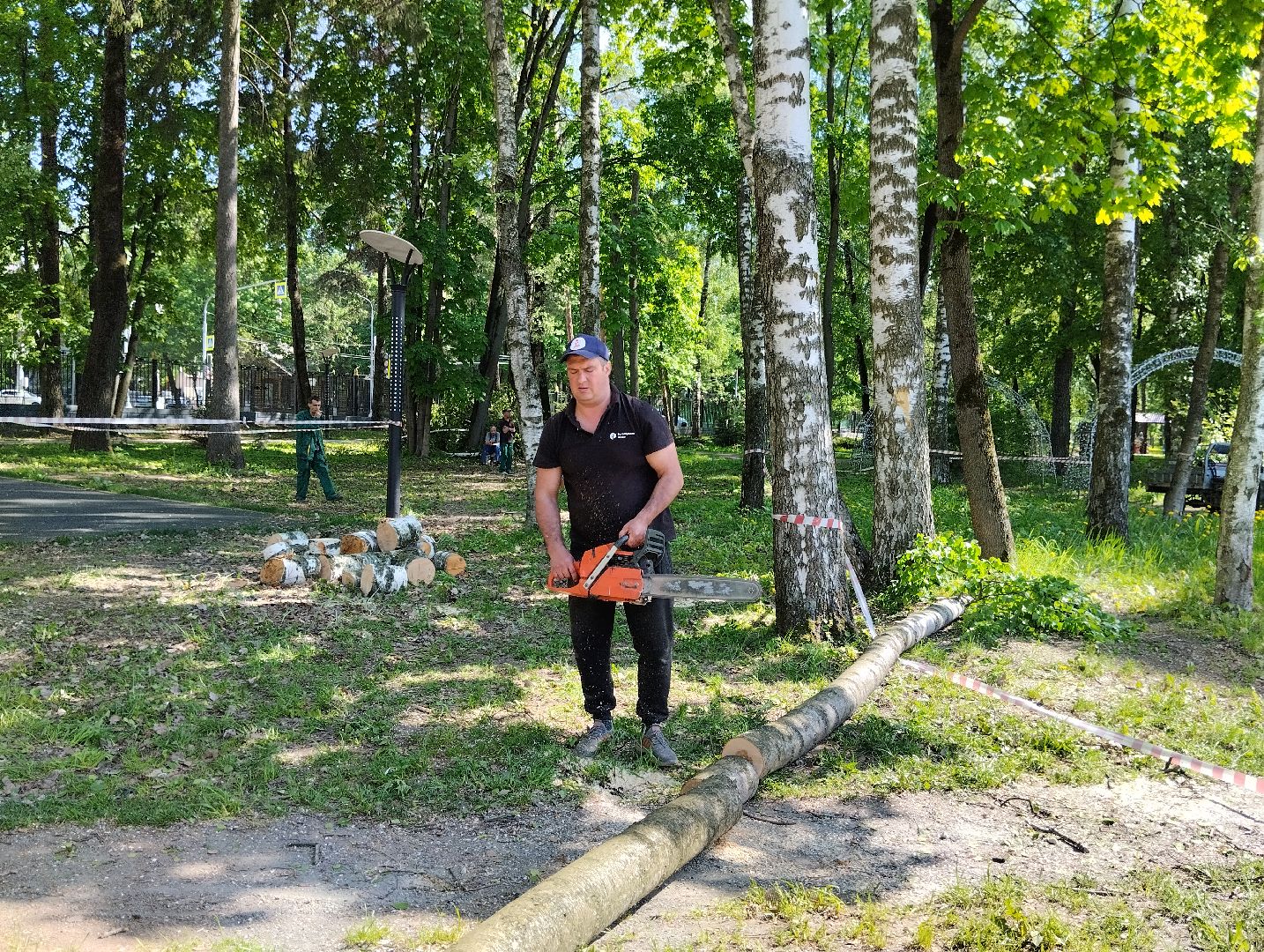 Вырубка деревьев, деревья, Центральный парк, Ногинск, Богородский городской округ