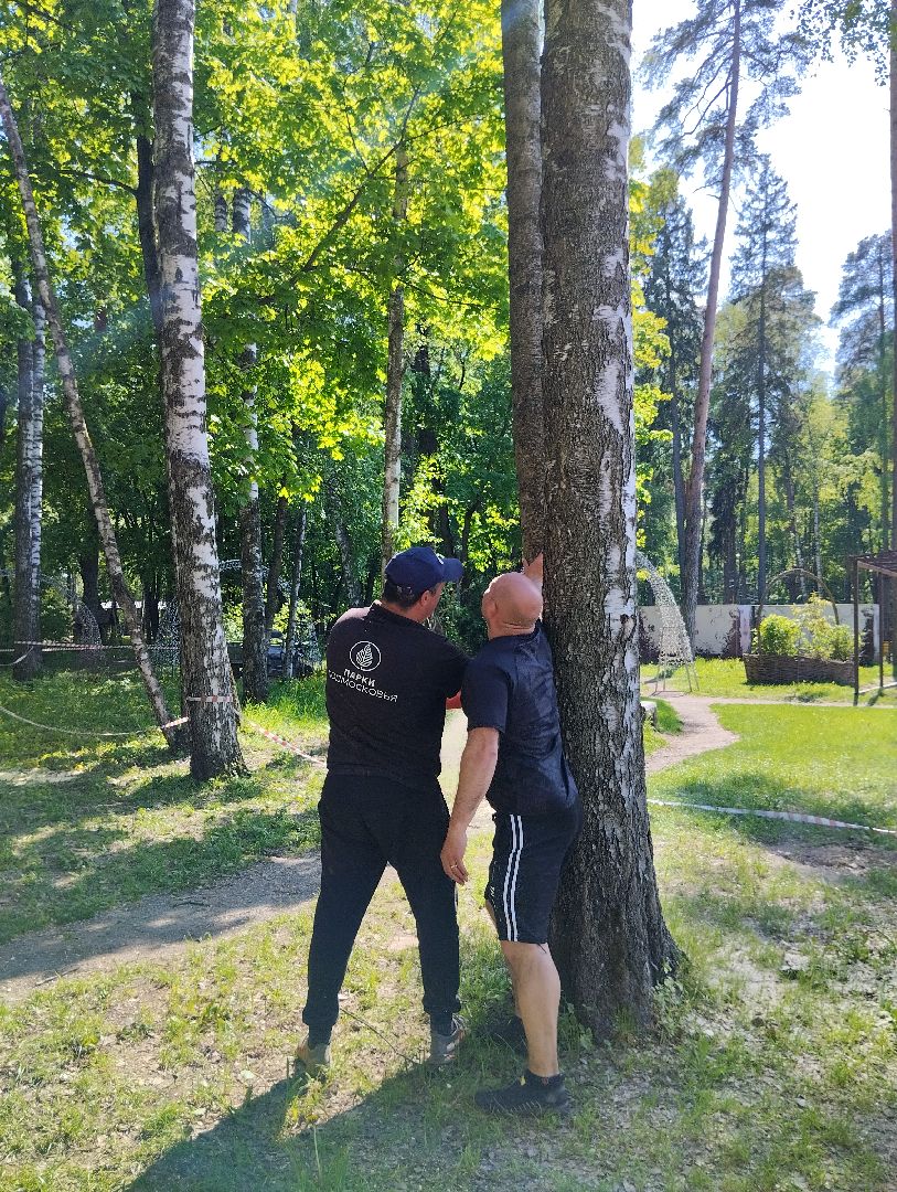 Вырубка деревьев, деревья, Центральный парк, Ногинск, Богородский городской округ