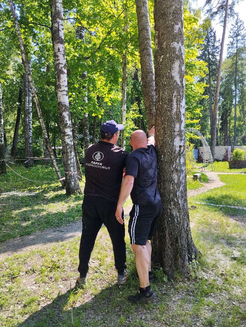 Вырубка деревьев, деревья, Центральный парк, Ногинск, Богородский городской округ