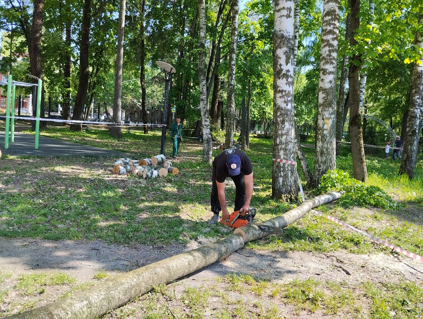 Вырубка деревьев, деревья, Центральный парк, Ногинск, Богородский городской округ