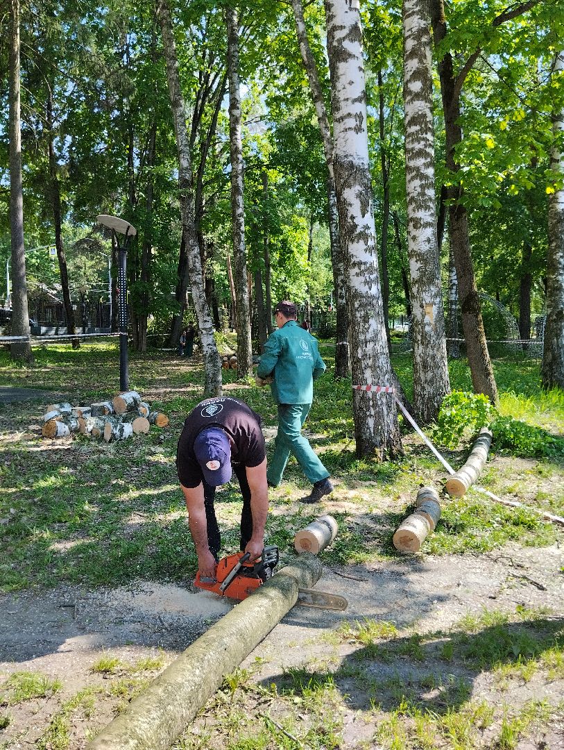 Вырубка деревьев, деревья, Центральный парк, Ногинск, Богородский городской округ