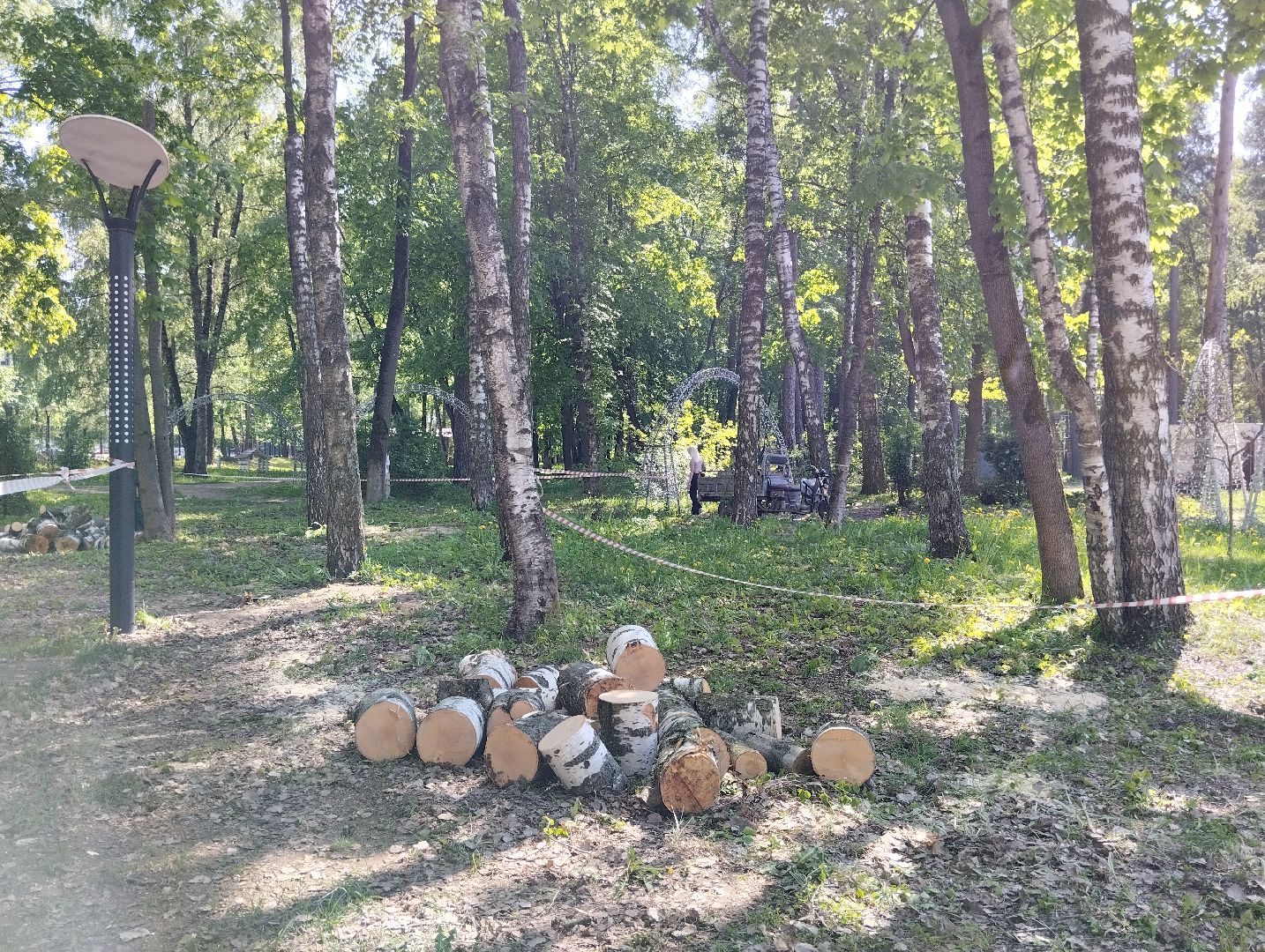 Вырубка деревьев, деревья, Центральный парк, Ногинск, Богородский городской округ