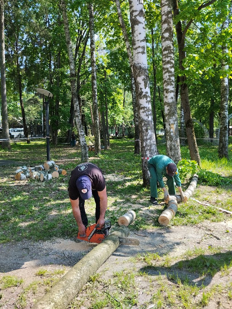 Вырубка деревьев, деревья, Центральный парк, Ногинск, Богородский городской округ