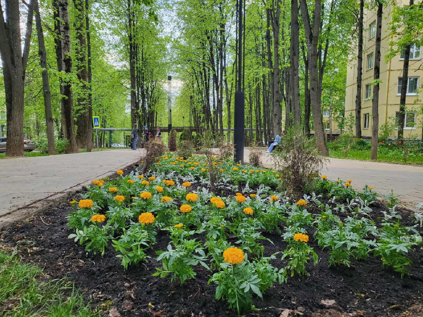 Город, Власиха, ГУСТ, озеленение, ландшафтный дизайн