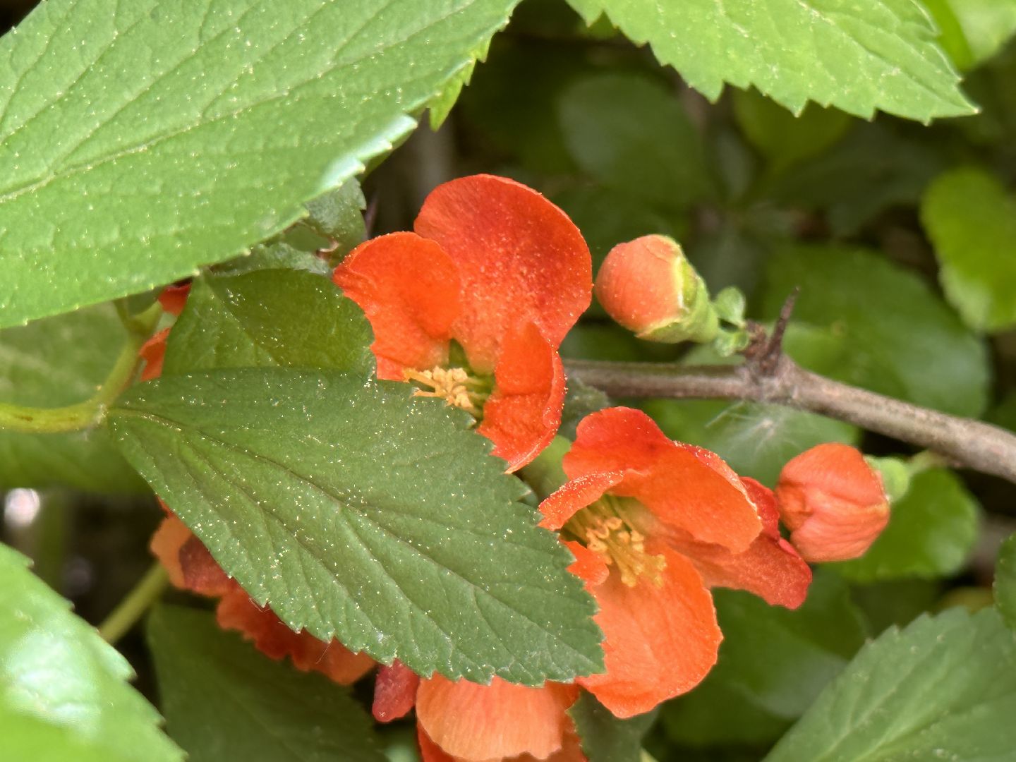 Одинцово, Экология, Общество, Благоустройство