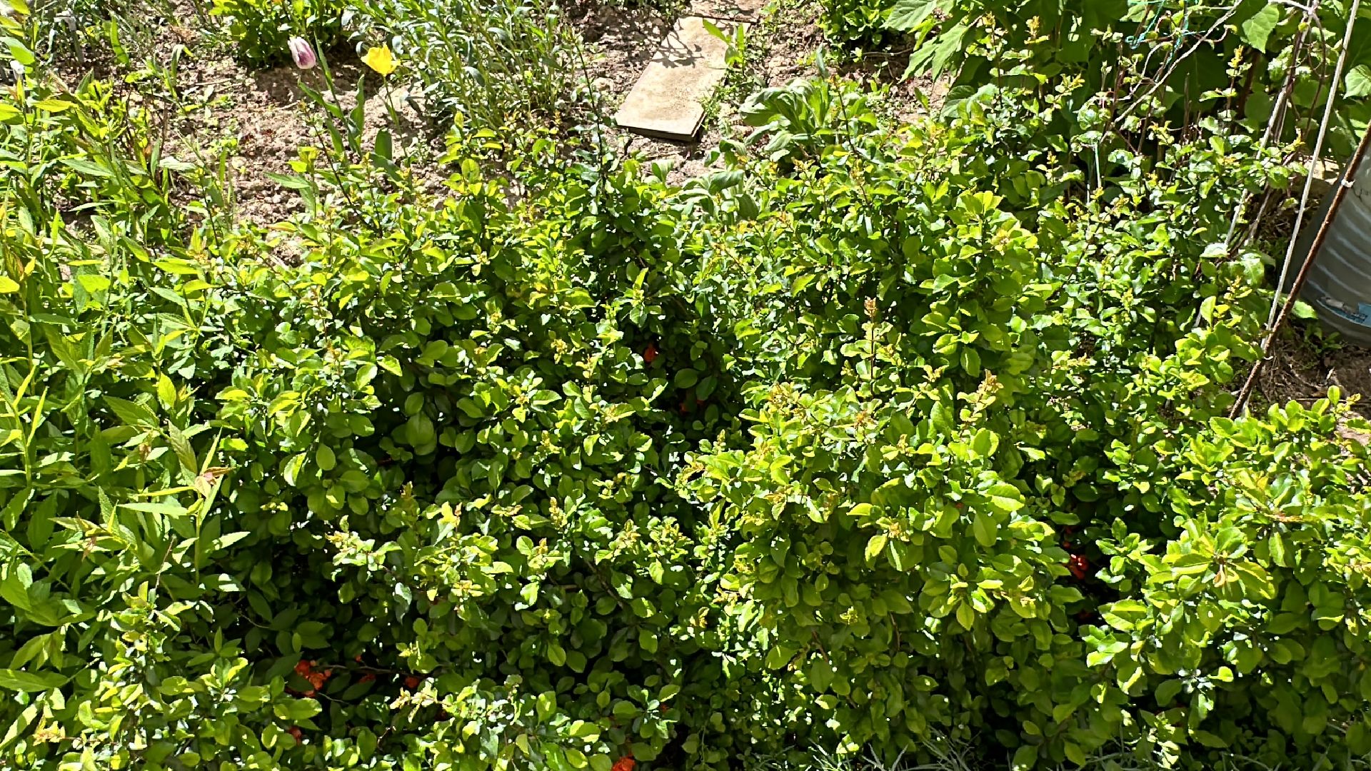 Одинцово, Экология, Общество, Благоустройство