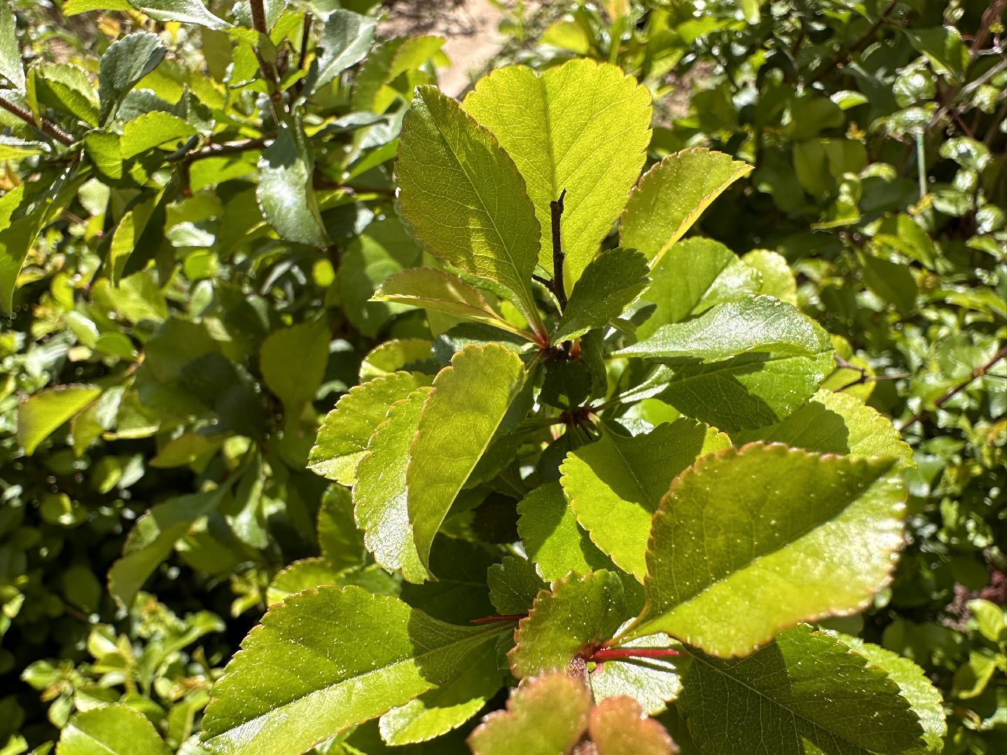 Одинцово, Экология, Общество, Благоустройство