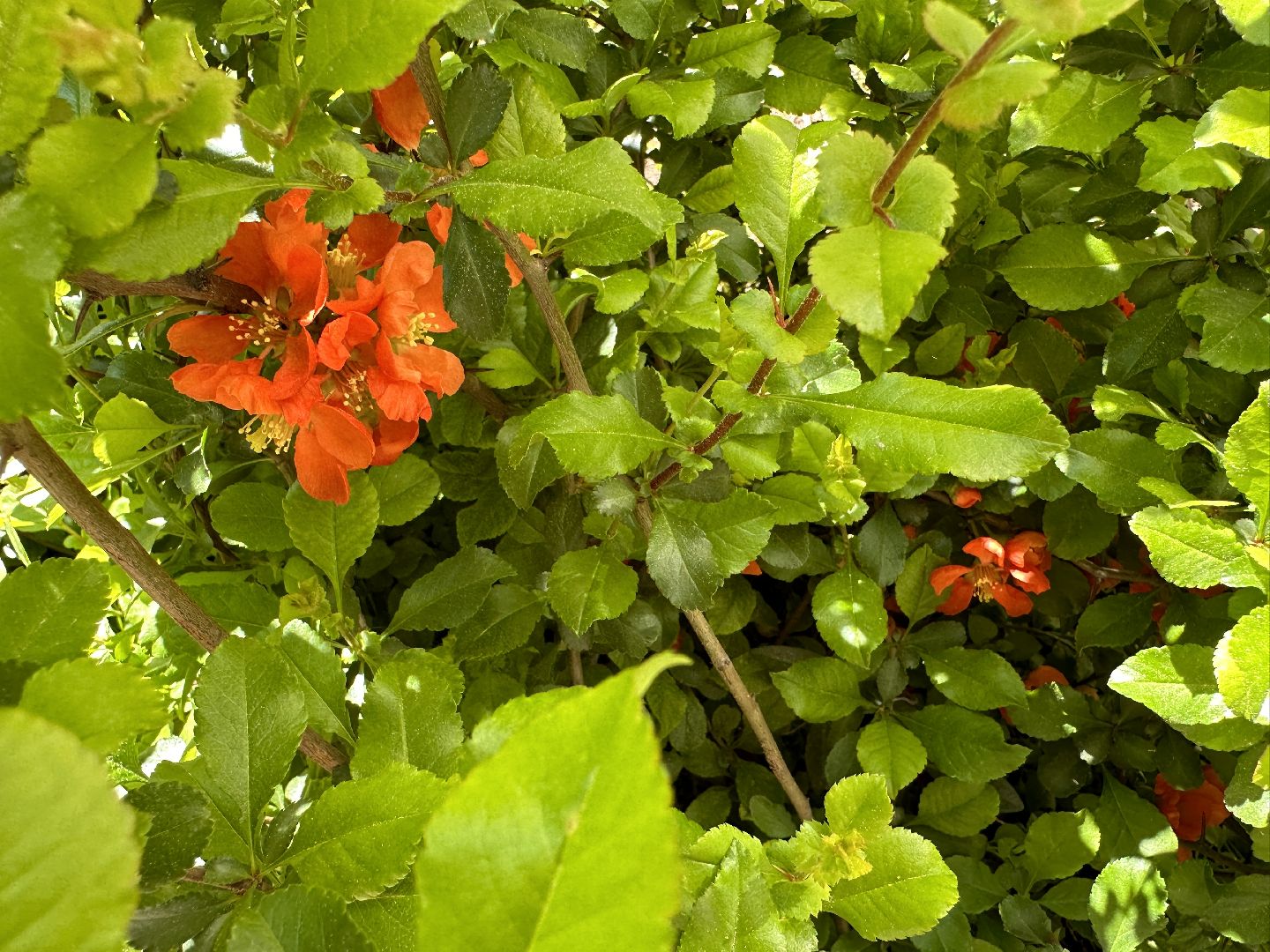 Одинцово, Экология, Общество, Благоустройство