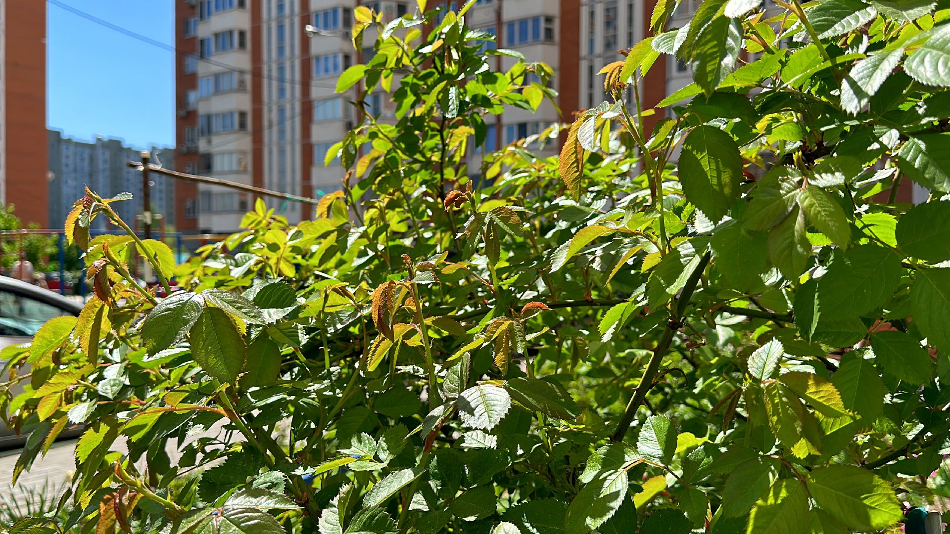 Одинцово, Экология, Общество, Благоустройство