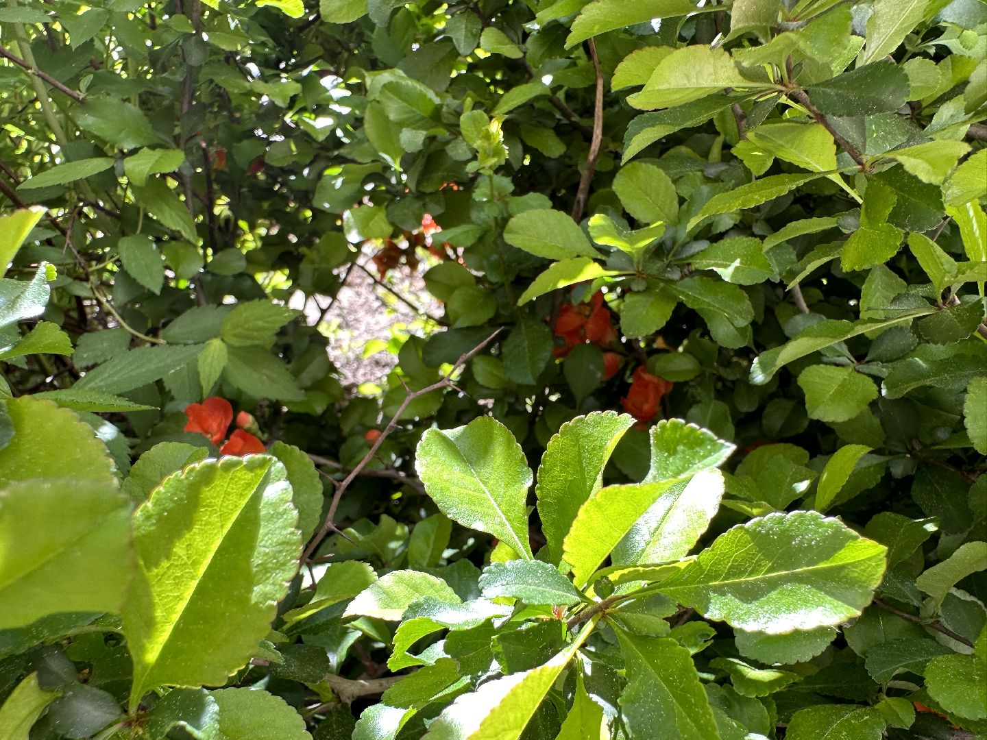 Одинцово, Экология, Общество, Благоустройство