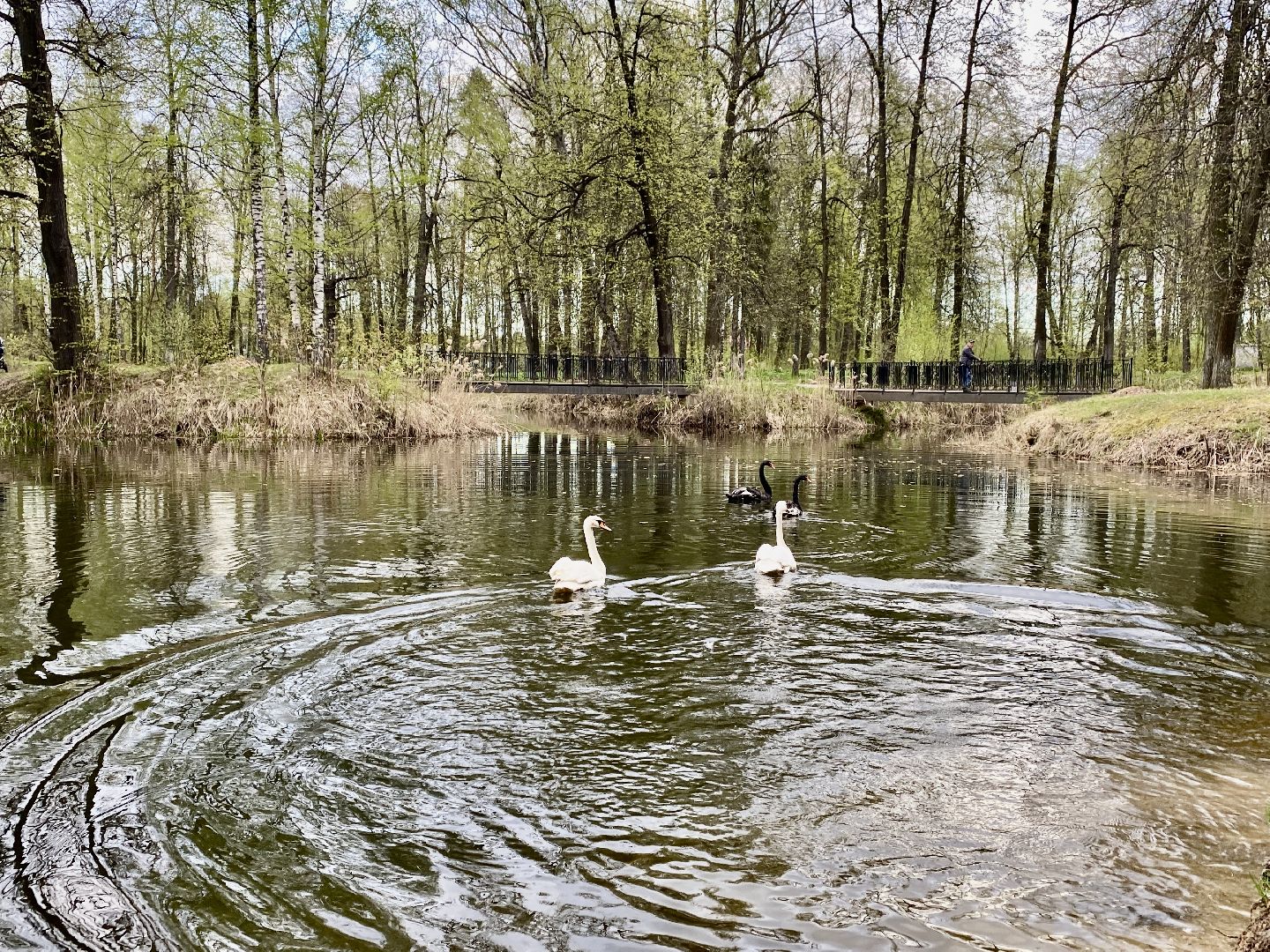 Клин, парки, лебеди, люди