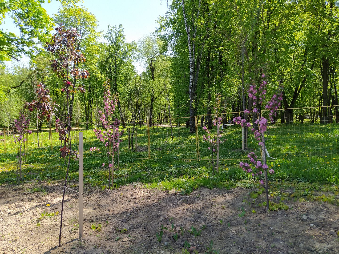 Деревья, парк, благоустройство, берег, пляж