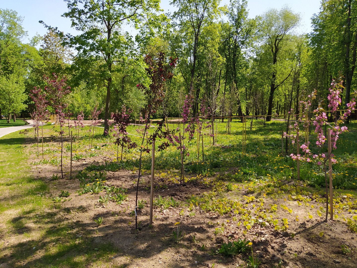Деревья, парк, благоустройство, берег, пляж