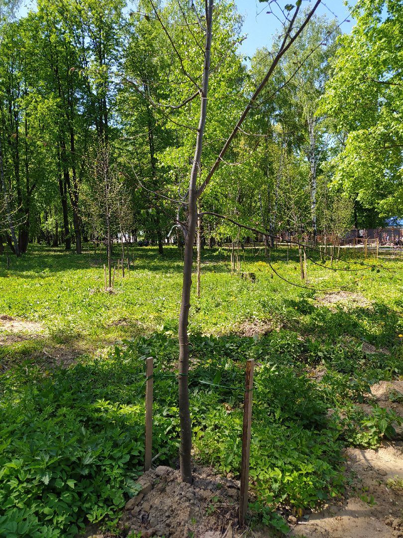 Деревья, парк, благоустройство, берег, пляж