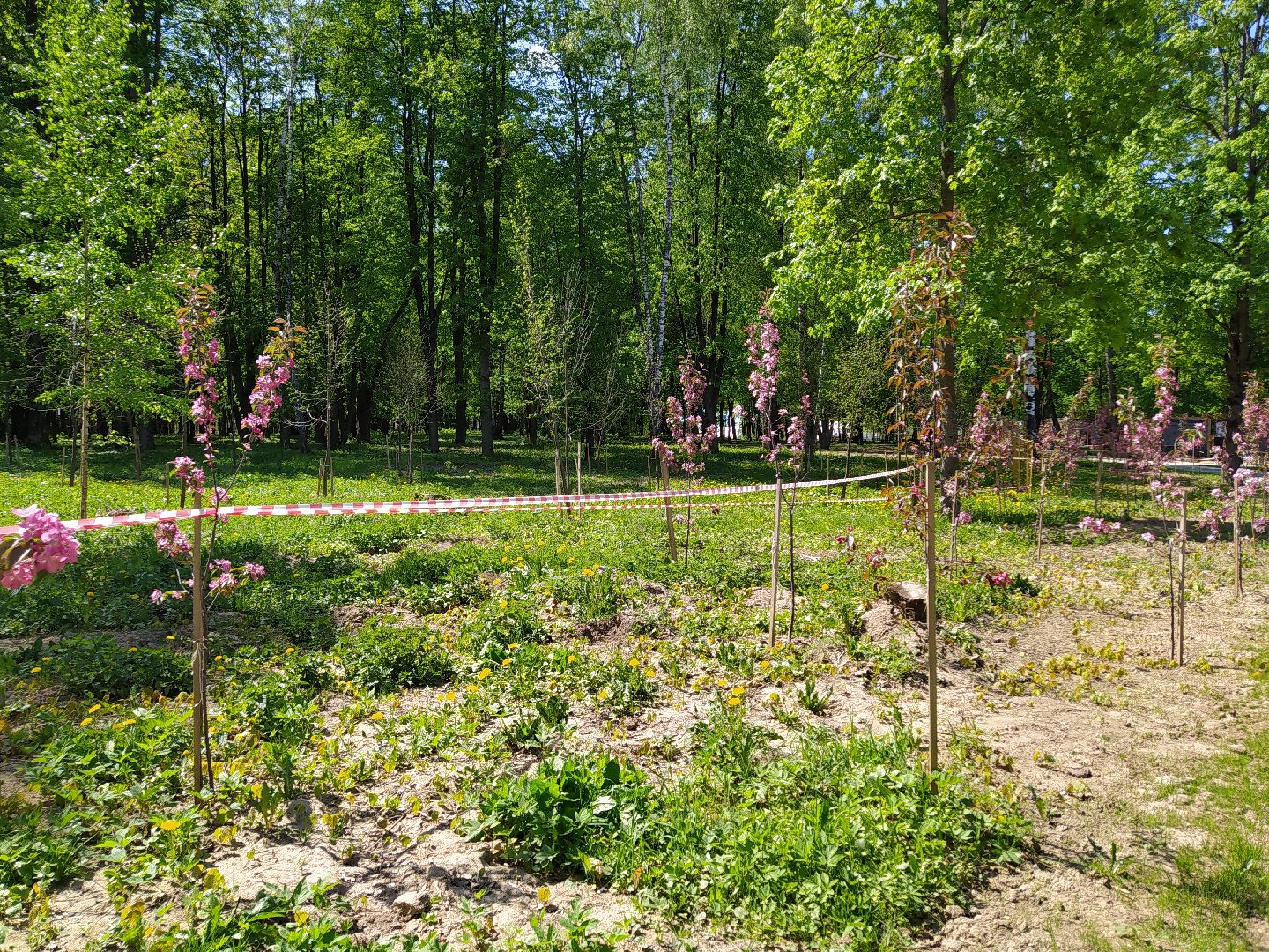Деревья, парк, благоустройство, берег, пляж