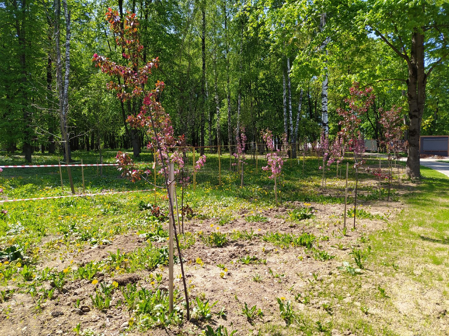 Деревья, парк, благоустройство, берег, пляж