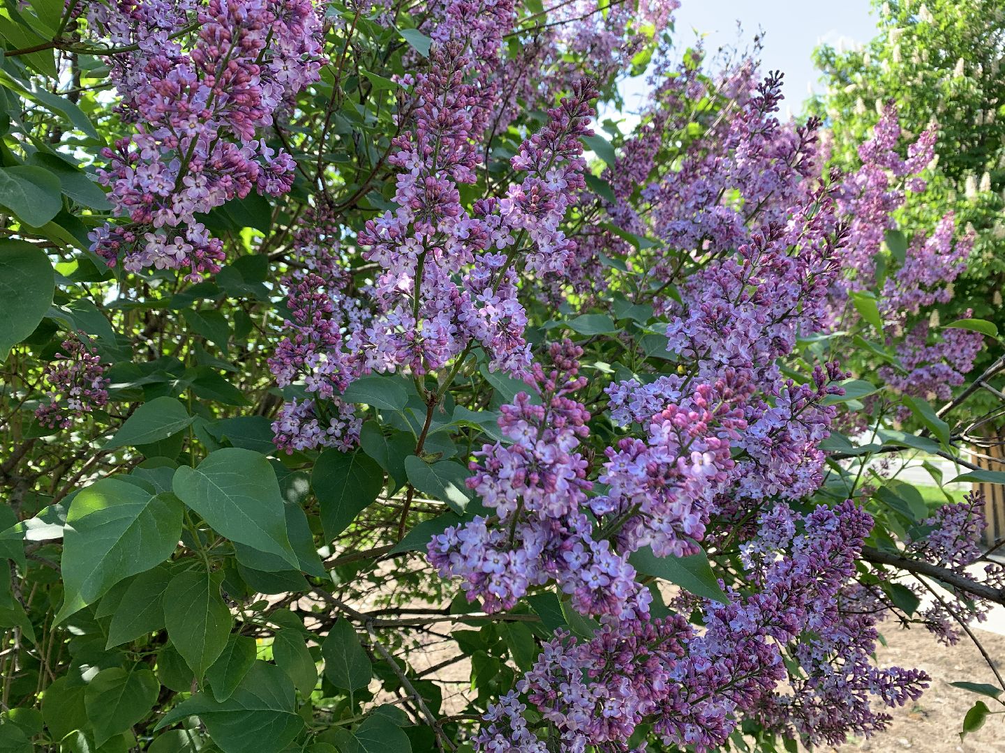 Балашиха, Подмосковье, благоустройство, бульвар цветов, каштановая аллея, сирень