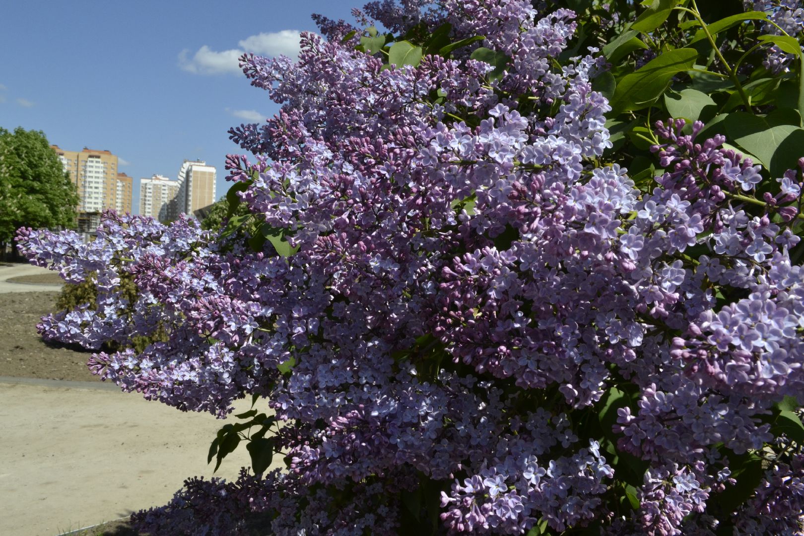 Балашиха, Подмосковье, благоустройство, бульвар цветов, каштановая аллея, сирень