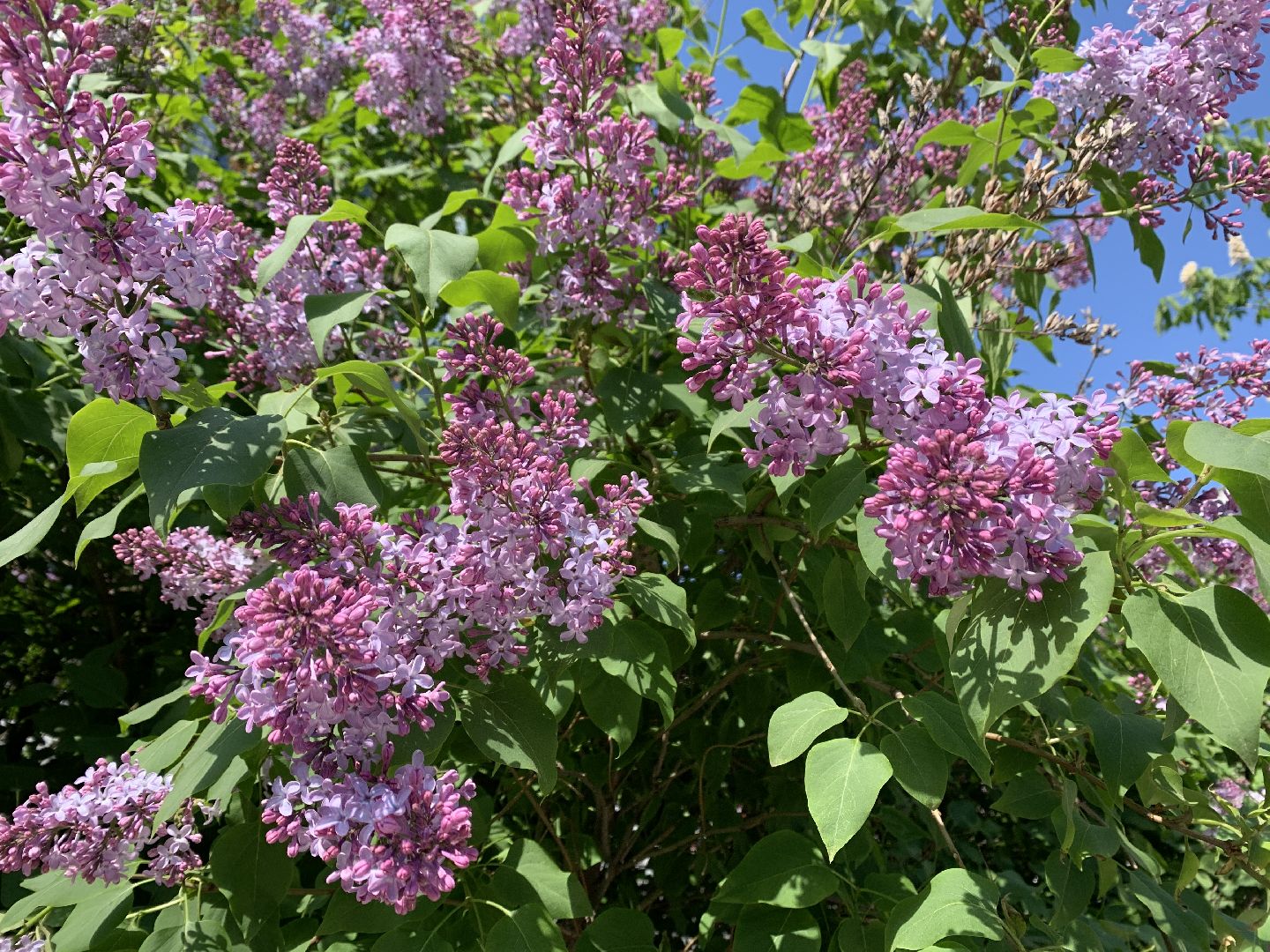 Балашиха, Подмосковье, благоустройство, бульвар цветов, каштановая аллея, сирень