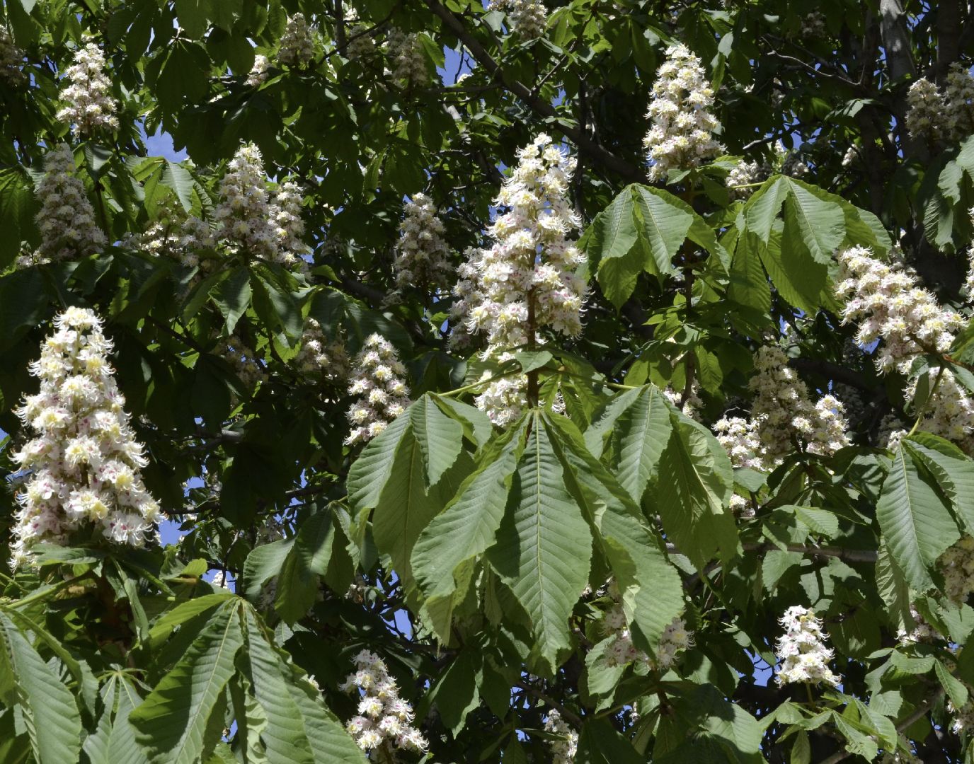 Балашиха, Подмосковье, благоустройство, бульвар цветов, каштановая аллея, сирень