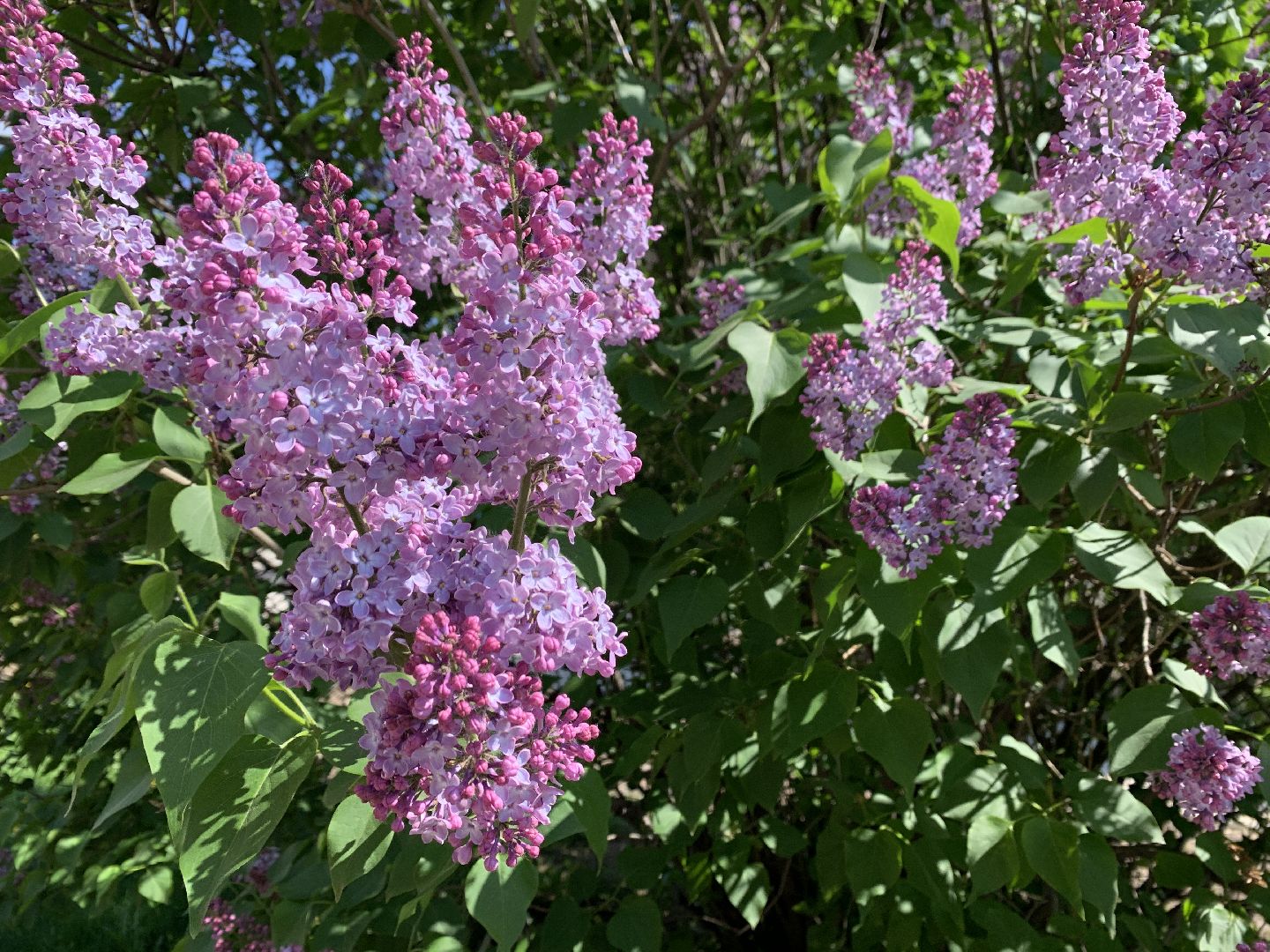Балашиха, Подмосковье, благоустройство, бульвар цветов, каштановая аллея, сирень