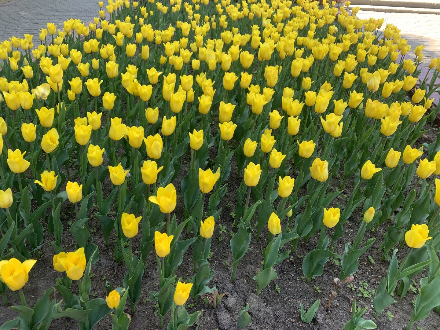 Балашиха, Подмосковье, благоустройство, бульвар цветов, каштановая аллея, сирень