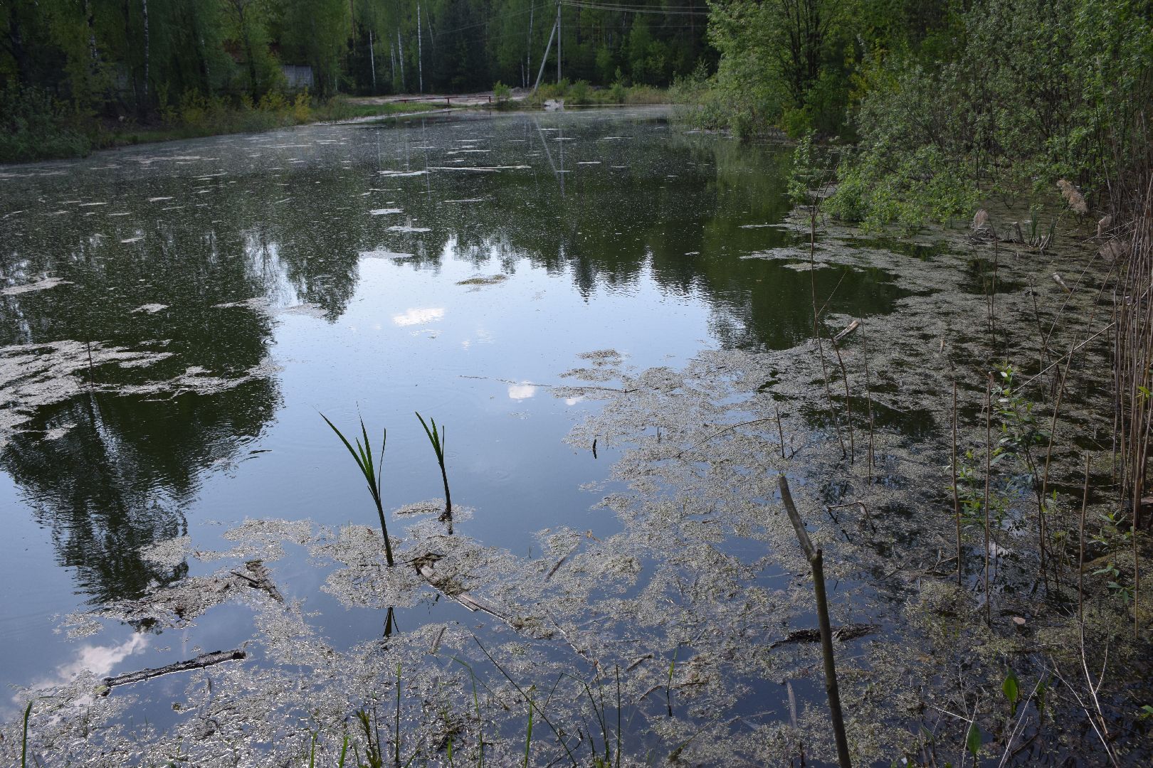 Павловский Посад, городской округ Павловский Посад, лягушки, явление, лес, водоём, лесник