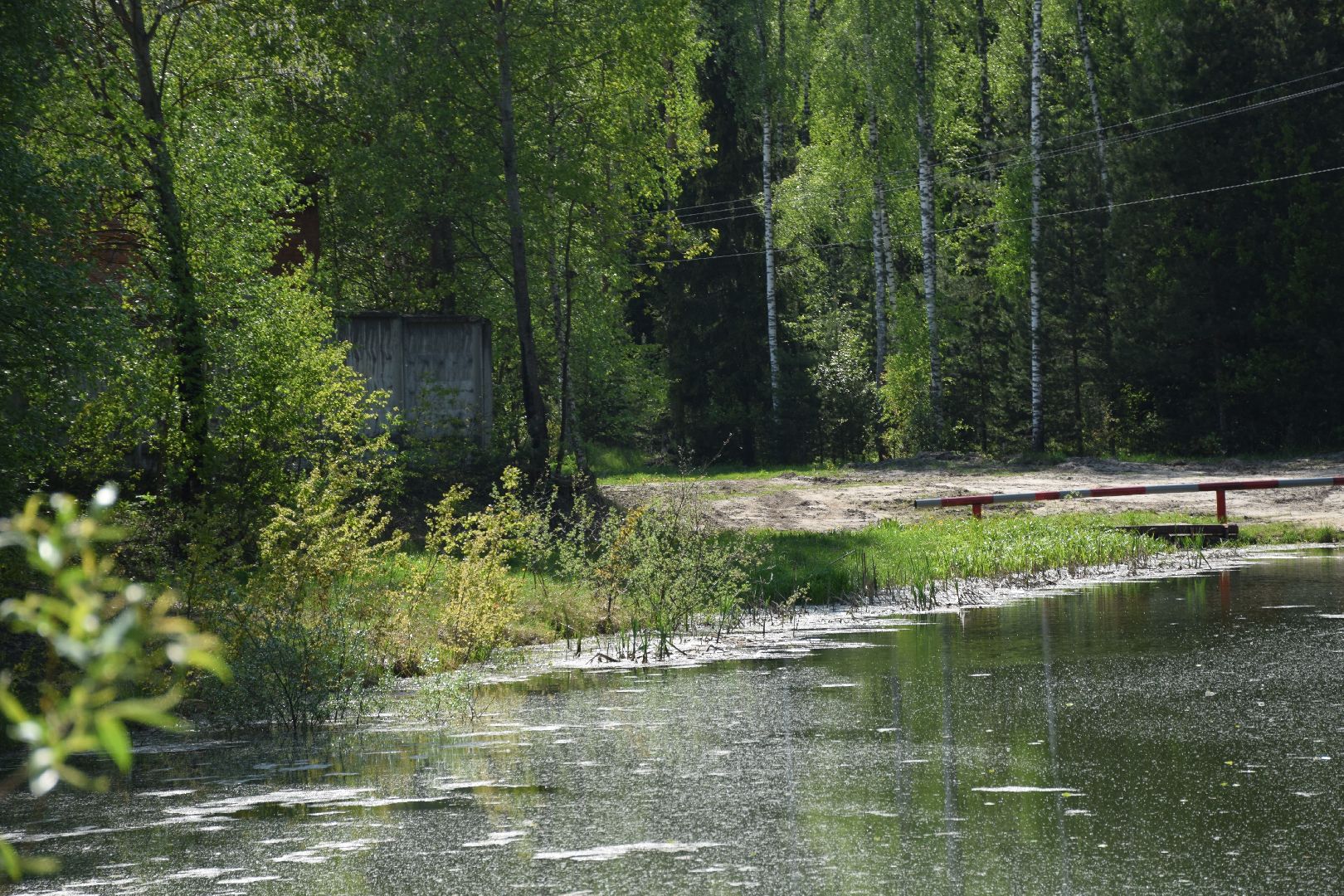 Павловский Посад, городской округ Павловский Посад, лягушки, явление, лес, водоём, лесник